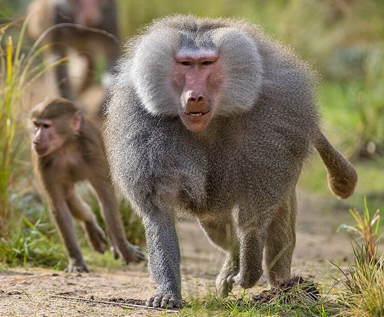 Male hamadryas with other members of his OMU running behind him.