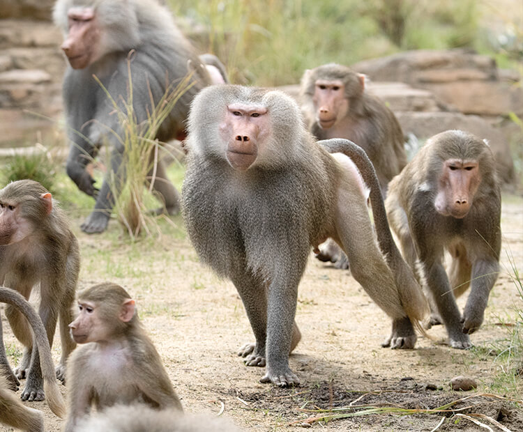 Male, female, and young hamadryas.