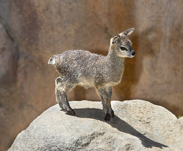 Baby klipspringer perched on a boulder.