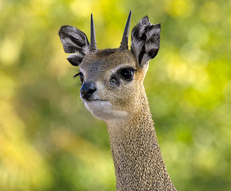 Close-up of a klipspringer's face, displaying the large dark glands under its eyes.