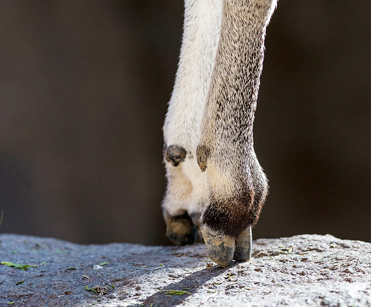 Klipspringer hooves balanced on rock.