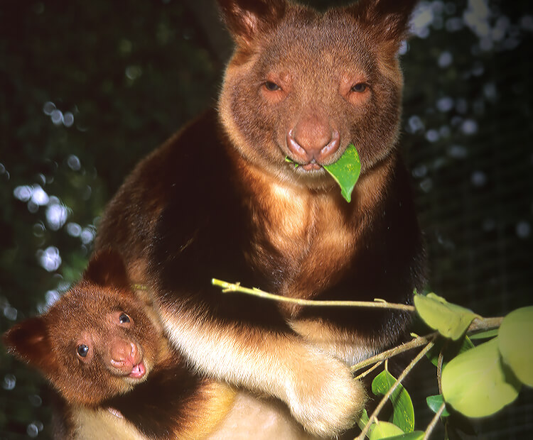 newborn tree kangaroo