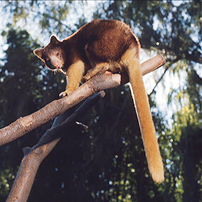 Matschie's tree kangaroo displaying long tail.