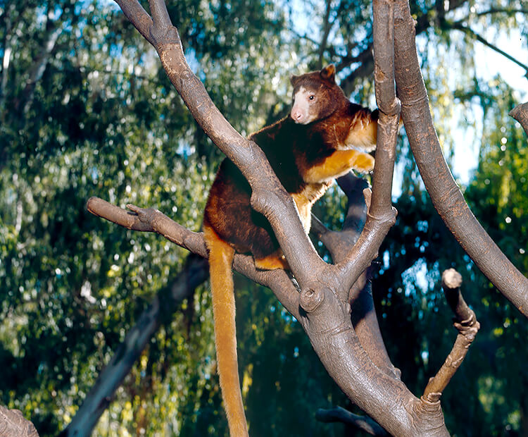 Matschie's Tree kangaroo climbing tree branches.