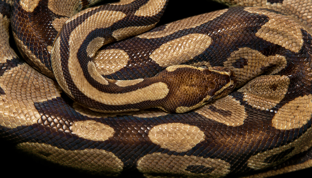 Ball python curled up onto itself.