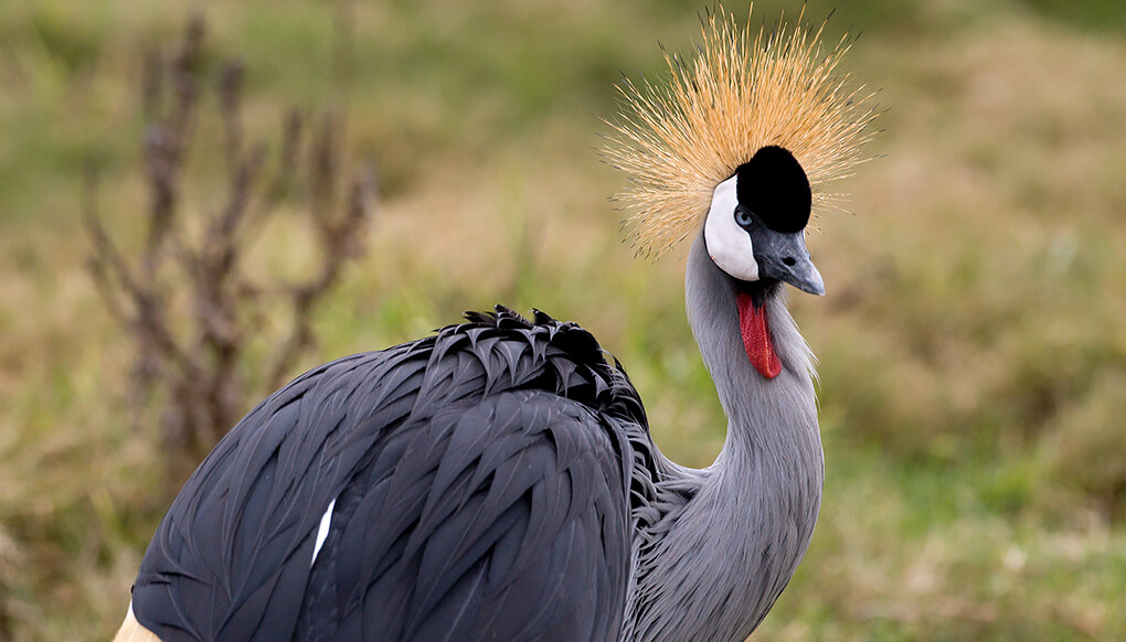 East African crowned crane standing in green field.