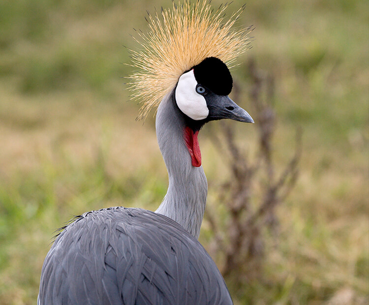 East African crowned crane looking behind itself as it stands in a green field.