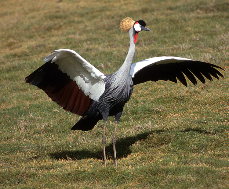 African crowned crane with wings spread.