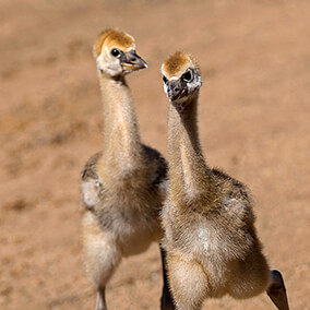 A pair of East African crowned crane chicks running on dirt.