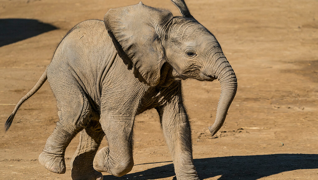 Zuli the baby African elephant.