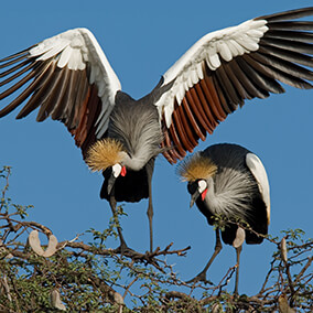 A pair of African crowned cranes atop an acacia tree.