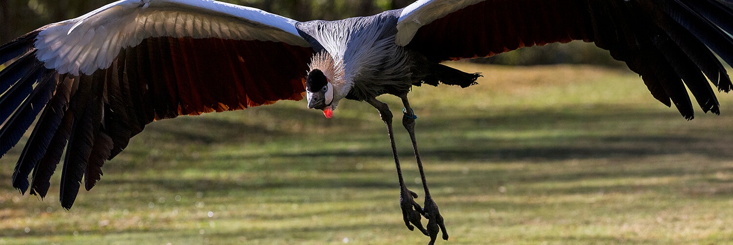 East African crowned crane coming in for a landing.