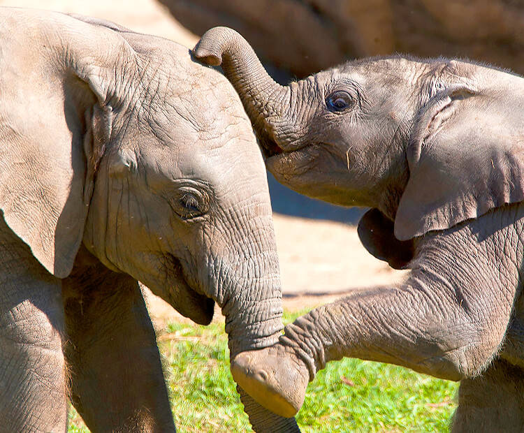 A pair of young elephants play with each other.