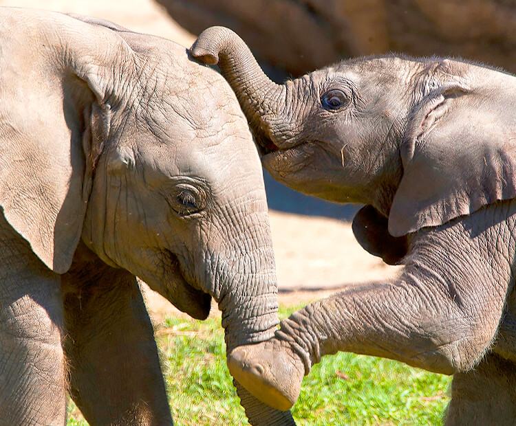 Welcome, Zuli!  San Diego Zoo Wildlife Explorers