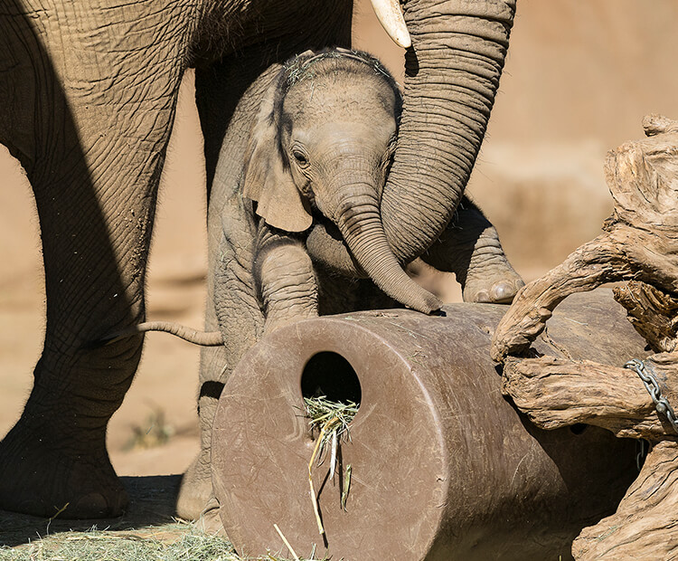 Zuli trying to climb an enrichment toy while Ndula holds onto him with their trunk.