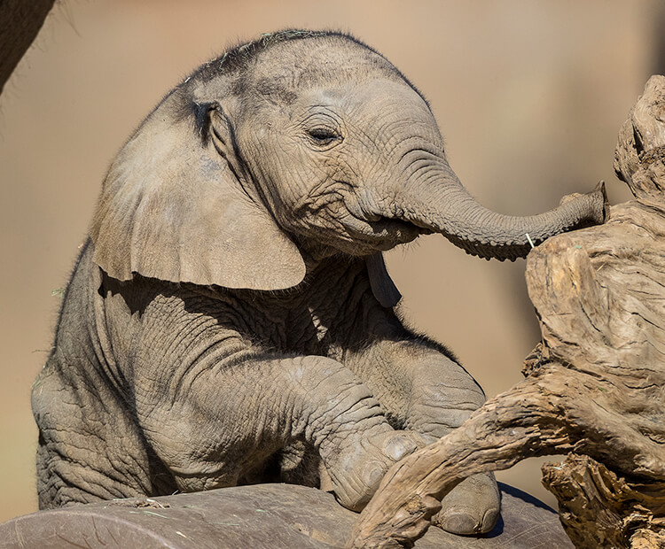 Zuli resting his trunk on a tree trunk.