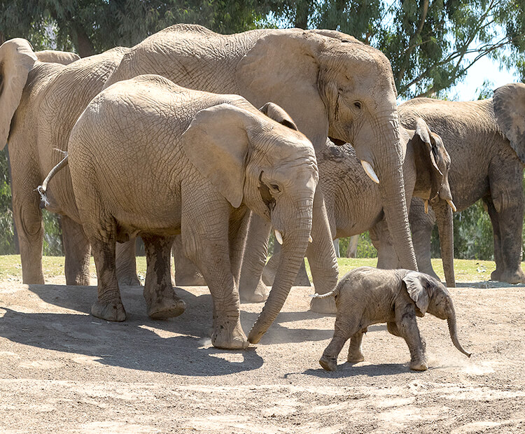 The elephant herd watches Zuli as he explores his world.