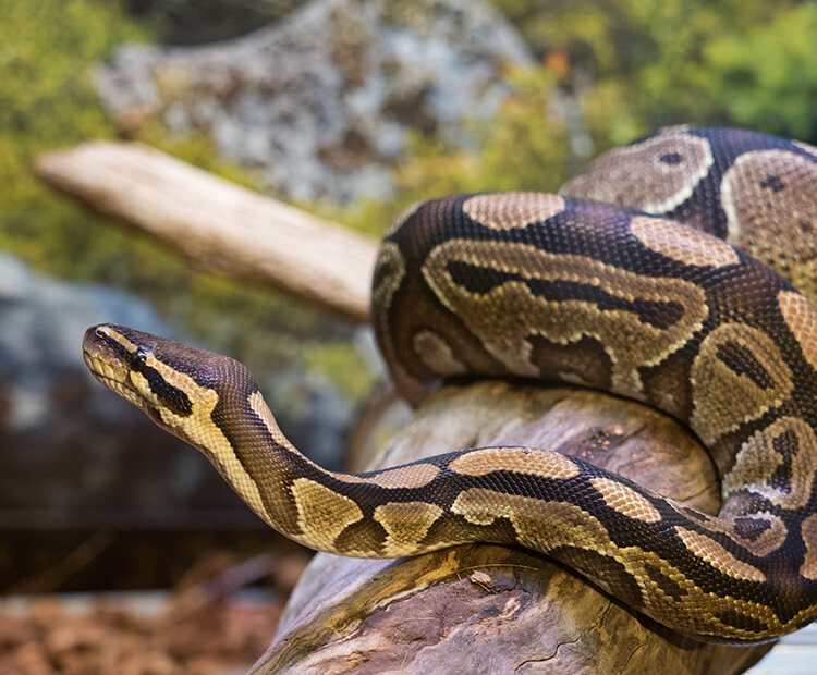 Ball python on log