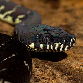 Boelen's python