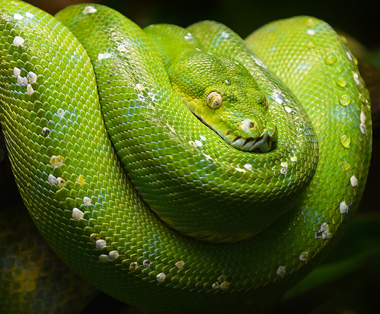 Green tree python