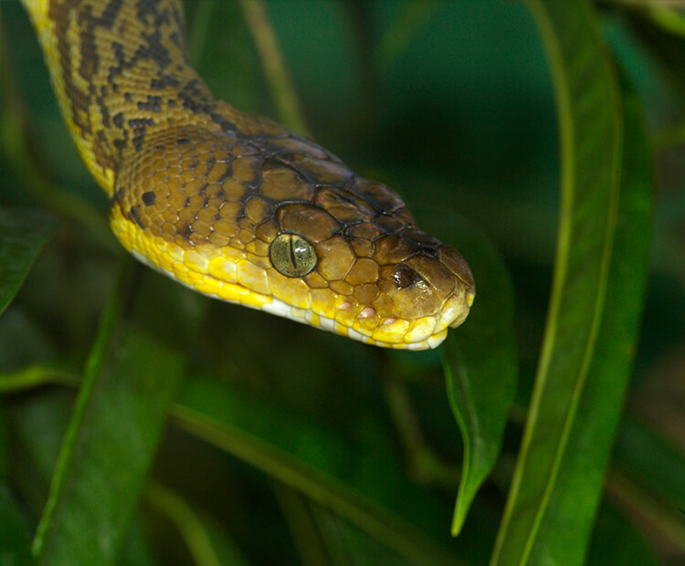 Timor python