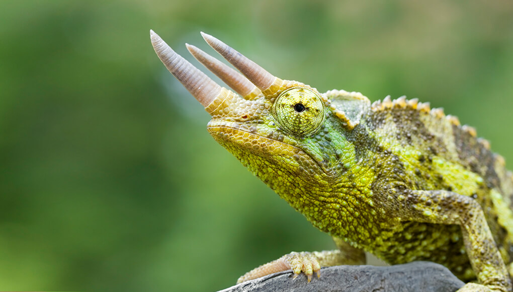 Male Jackson's chameleon perched on a dried piece of wood. 