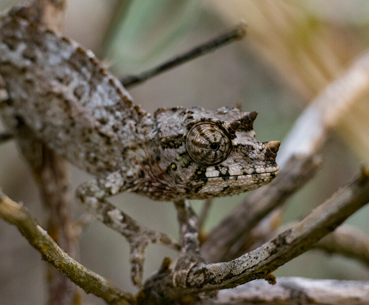 Baby Jackson's chameleon