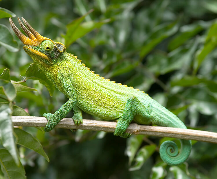 Jackson's chameleon | San Diego Zoo Wildlife Explorers