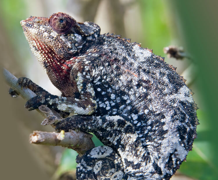 Female Jackson's chameleon