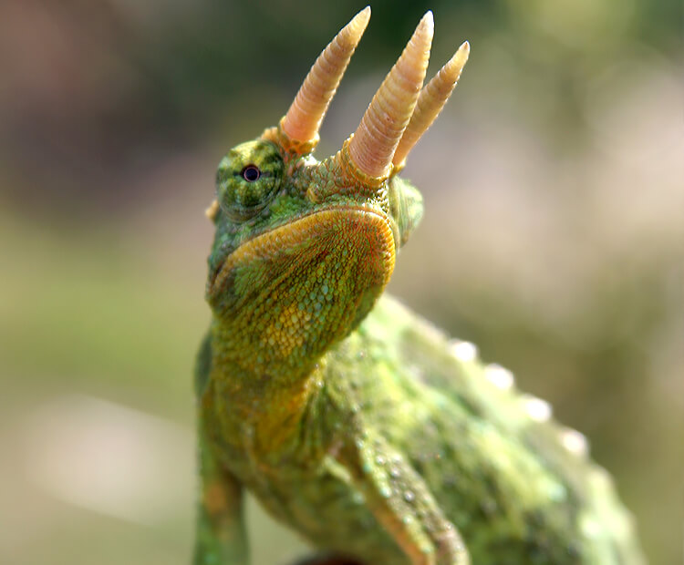 Male Jackson's chameleon displaying it's triceratops dinosaur-like horns.