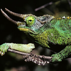 Tiny baby Jackson's chameleon hanging onto branch under large male.