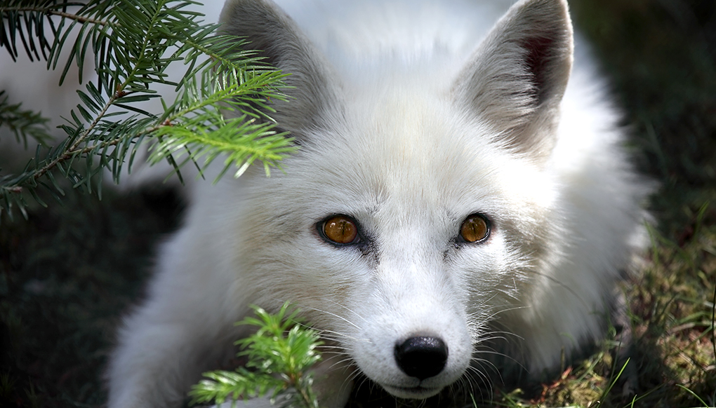 Arctic fox laying on pine forest floor.
