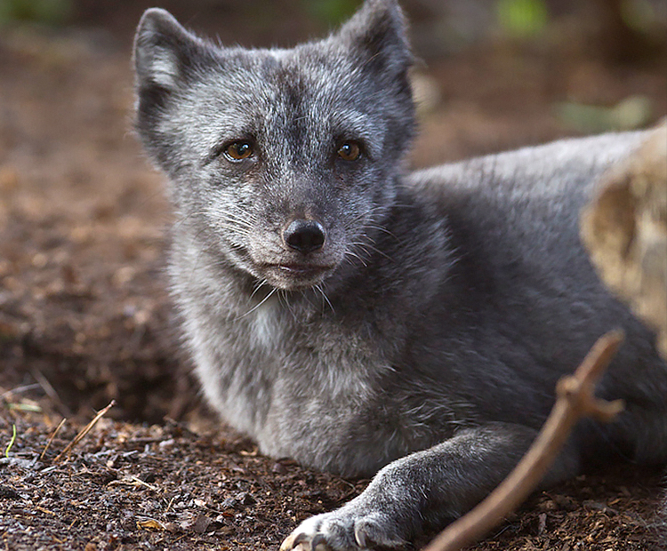 Arctic fox | San Diego Zoo Wildlife Explorers