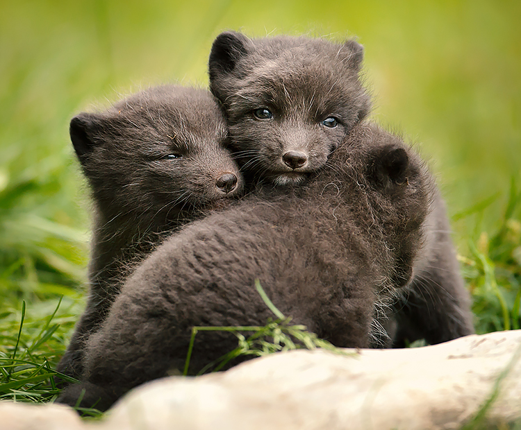 silver fox cubs