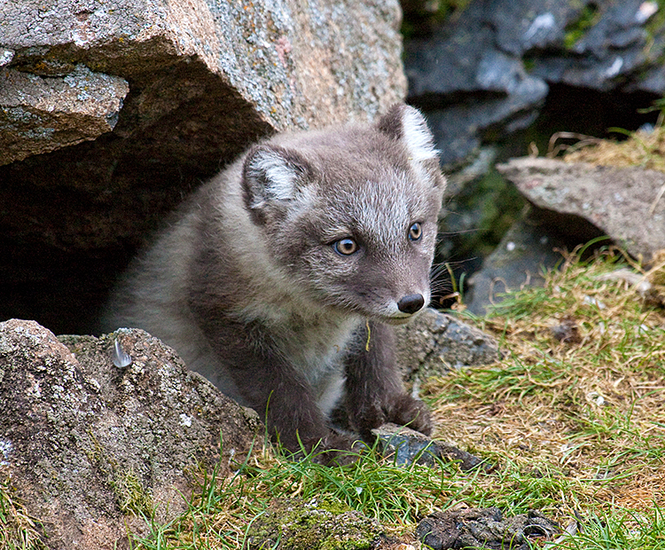 Arctic fox  San Diego Zoo Wildlife Explorers