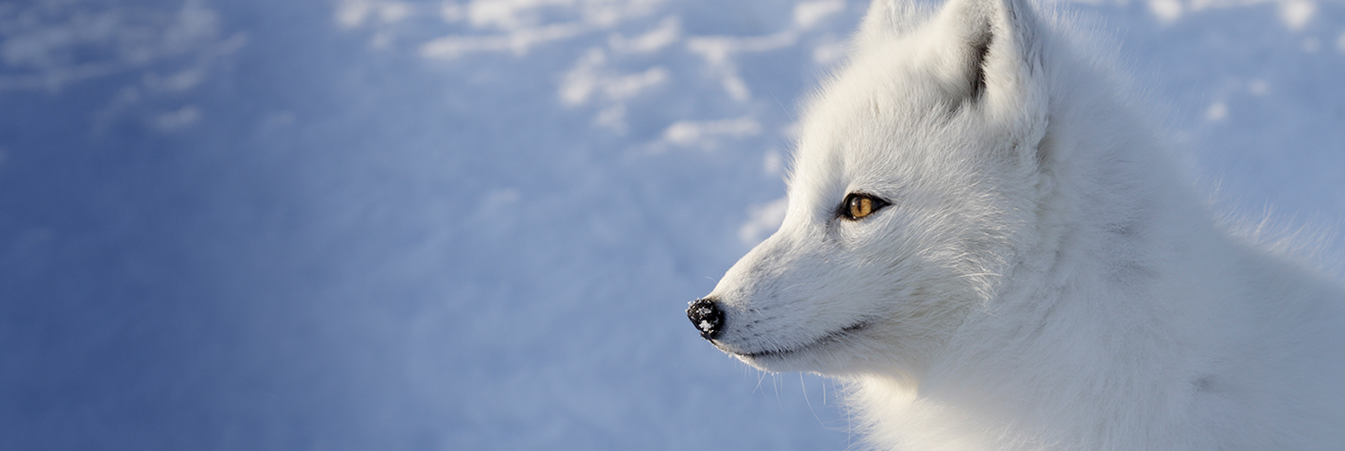 Arctic fox looking left on snowy Russian tundra.