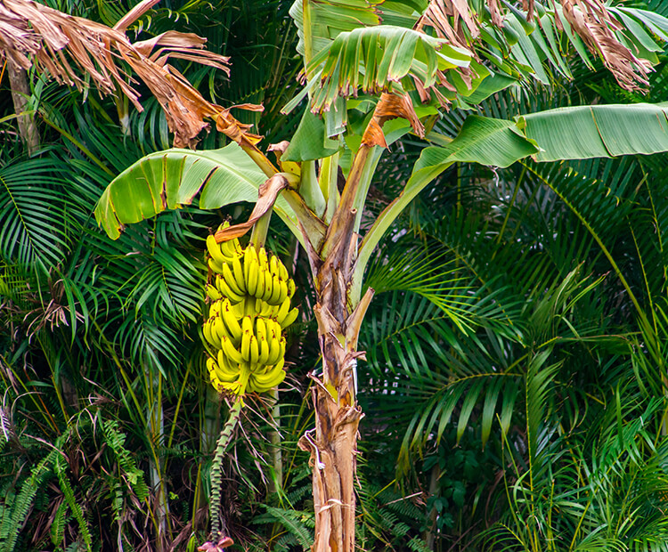 Banana bunch growing on a banana tree,
