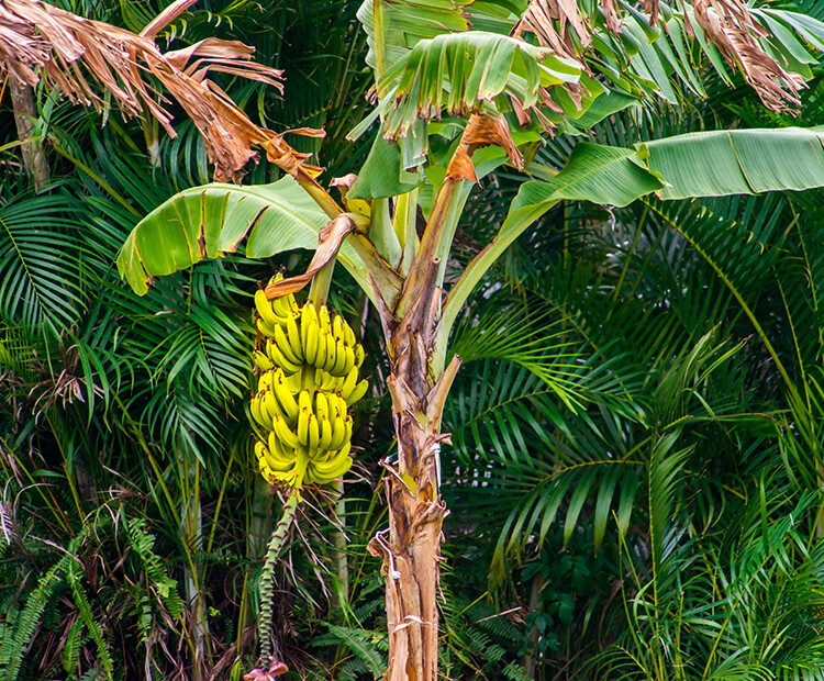 Organisation of a banana bunch.