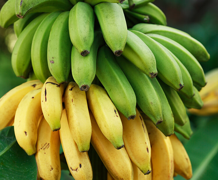 A bunch or green and yellow bananas.