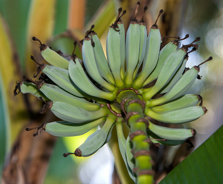 bunch of green bananas