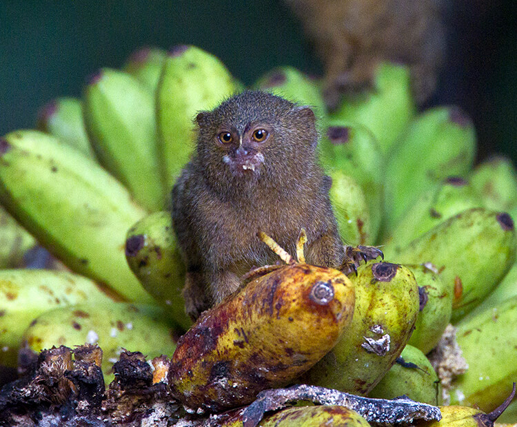 Go Bananas!  San Diego Zoo Wildlife Explorers