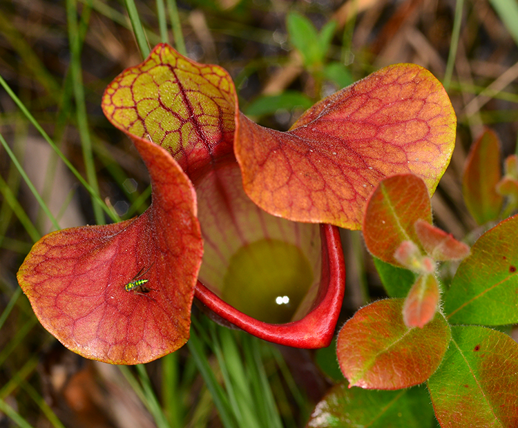 Pitcher plant with view of digestive liquid inside.