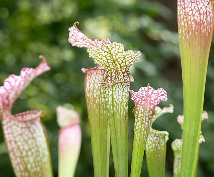 Pitcher plants with long stalks.