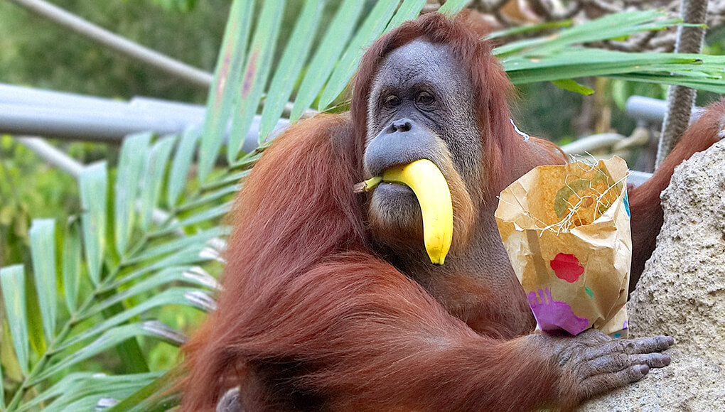 Go Bananas! San Diego Zoo Wildlife Explorers