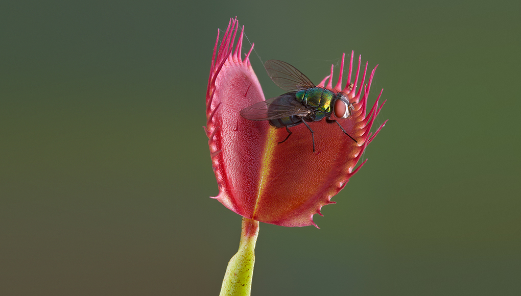 Venus flytrap with fly trapped
