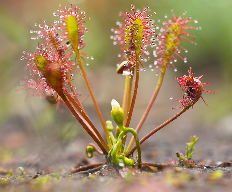 https://sdzwildlifeexplorers.org/sites/default/files/2019-01/sundew-bog.jpg