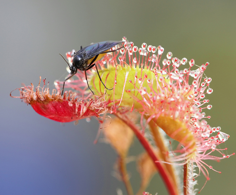 Venus Flytrap  San Diego Zoo Animals & Plants