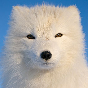 Arctic fox standing against a blue sky