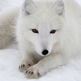 Arctic fox displaying fur-covered paws on snow.
