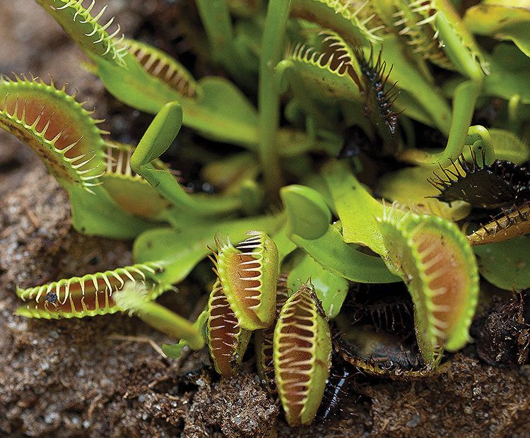 Venus flytrap plant